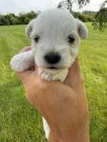 Hailey’s lime green collar girl , a female Miniature Schnauzer for sale in Le Roy, MN – 2 of 6