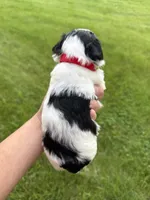 Chloe red collar girl , a female Miniature Schnauzer for sale in Le Roy, MN – 3 of 6