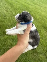 Chloe’s dark blue collar boy , a male Miniature Schnauzer for sale in Le Roy, MN – 3 of 6
