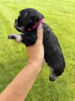 Hopes dark pink collar girl , a male Miniature Schnauzer for sale in Le Roy, MN – 3 of 4