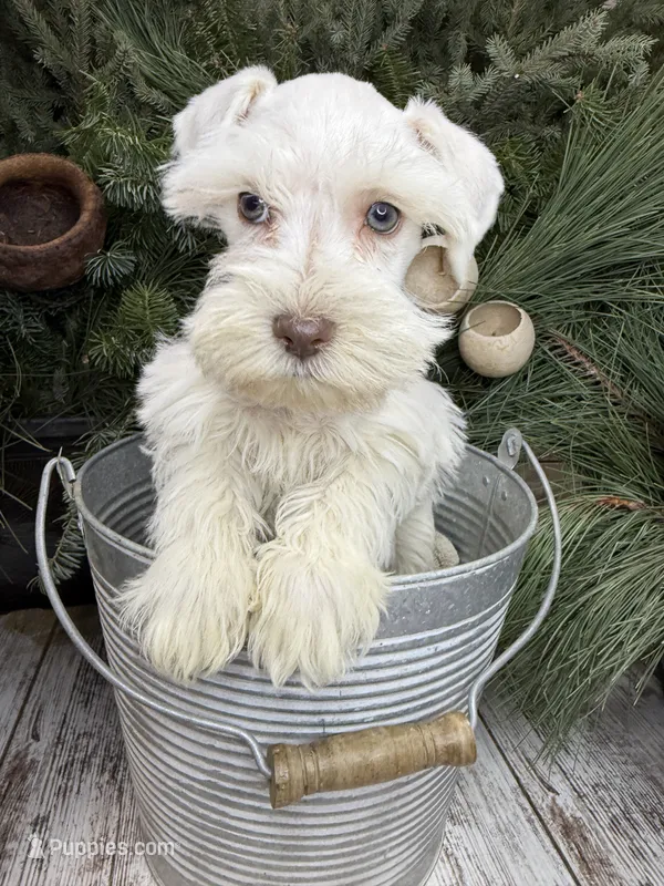 Elsa’s red collar girl