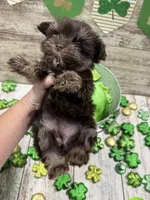 Hollys tiny brown collar girl , a female Miniature Schnauzer for sale in Le Roy, MN – Photo 4 of 5