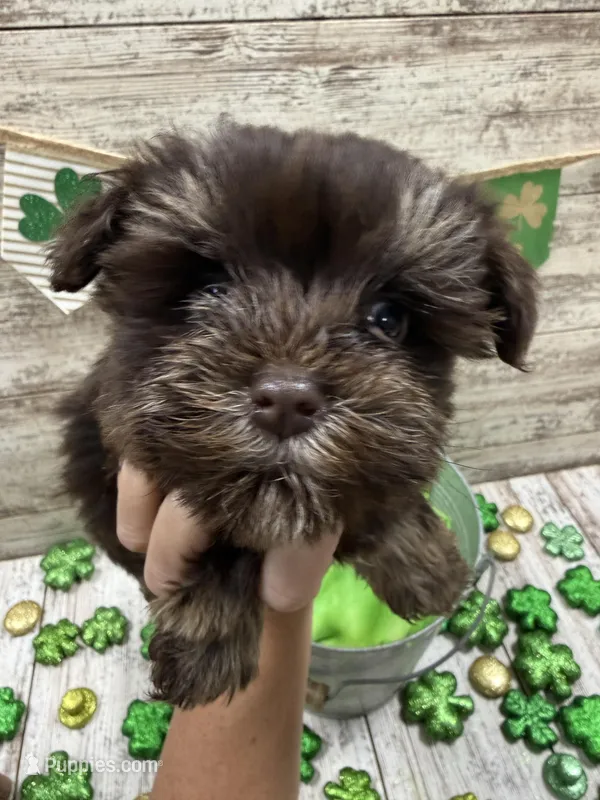 Hollys tiny brown collar girl  – Miniature Schnauzer puppy for sale in Le Roy, MN
