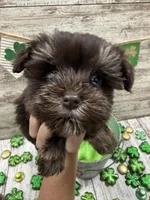 Hollys tiny brown collar girl , a female Miniature Schnauzer for sale in Le Roy, MN – Photo 1 of 5