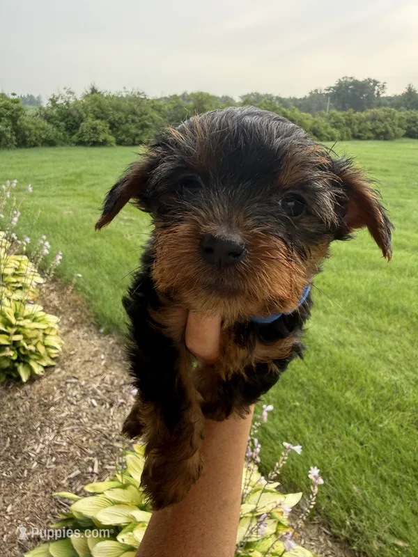 Brownies blue collar boy  – Yorkshire Terrier puppy for sale in Le Roy, MN