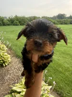 Brownies blue collar boy , a male Yorkshire Terrier for sale in Le Roy, MN – 1 of 4