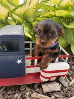 Brownies blue collar boy , a male Yorkshire Terrier for sale in Le Roy, MN – 2 of 4