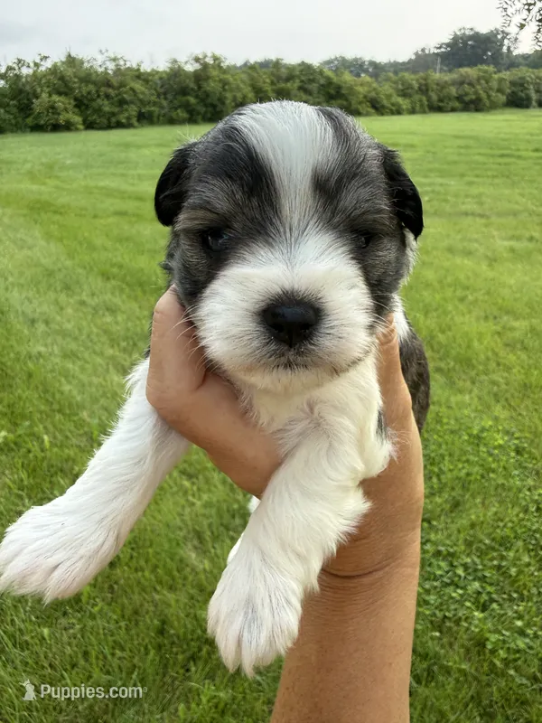 Chloe’s dark blue collar boy  – Miniature Schnauzer puppy for sale in Le Roy, MN