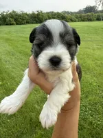 Chloe’s dark blue collar boy , a male Miniature Schnauzer for sale in Le Roy, MN – 1 of 6