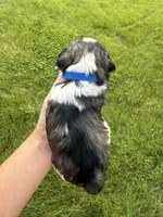 Chloe’s dark blue collar boy , a male Miniature Schnauzer for sale in Le Roy, MN – 4 of 6