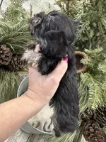 Hailey’s tiny pink collar girl , a female Miniature Schnauzer for sale in Le Roy, MN – Photo 2 of 6