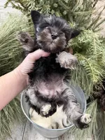 Hailey’s tiny pink collar girl , a female Miniature Schnauzer for sale in Le Roy, MN – Photo 6 of 6