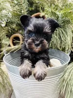 Hailey’s tiny pink collar girl , a female Miniature Schnauzer for sale in Le Roy, MN – Photo 1 of 6