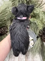 Hailey’s tiny pink collar girl , a female Miniature Schnauzer for sale in Le Roy, MN – Photo 3 of 6