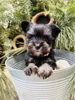 Hailey’s tiny pink collar girl , a female Miniature Schnauzer for sale in Le Roy, MN – Photo 5 of 6
