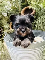 Hailey’s tiny pink collar girl , a female Miniature Schnauzer for sale in Le Roy, MN – Photo 4 of 6