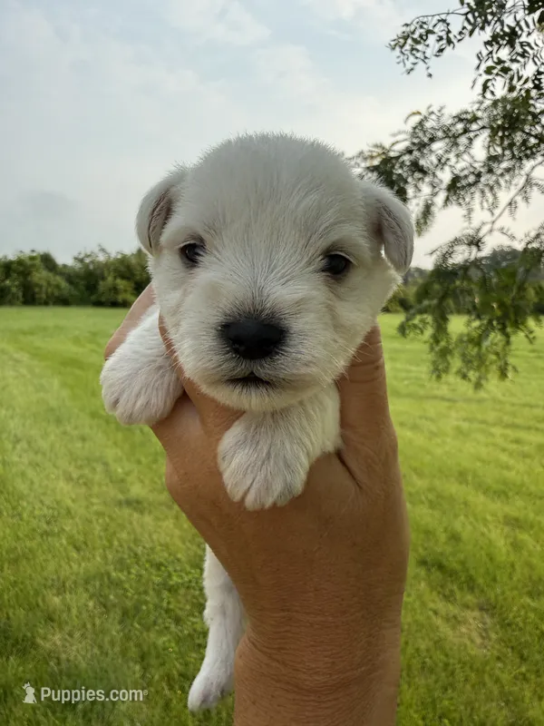 Hailey’s lime green collar girl  – Miniature Schnauzer puppy for sale in Le Roy, MN