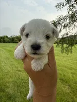 Hailey’s lime green collar girl , a female Miniature Schnauzer for sale in Le Roy, MN – 1 of 6