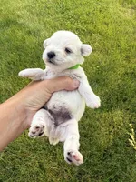 Hailey’s lime green collar girl , a female Miniature Schnauzer for sale in Le Roy, MN – 3 of 6
