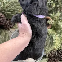 Faiths purple collar girl , a female Miniature Schnauzer for sale in Le Roy, MN – Photo 4 of 7