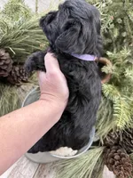 Faiths purple collar girl , a female Miniature Schnauzer for sale in Le Roy, MN – Photo 4 of 7