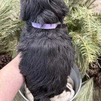 Faiths purple collar girl , a female Miniature Schnauzer for sale in Le Roy, MN – Photo 5 of 7