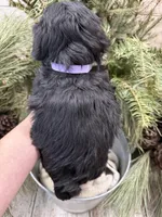 Faiths purple collar girl , a female Miniature Schnauzer for sale in Le Roy, MN – Photo 5 of 7