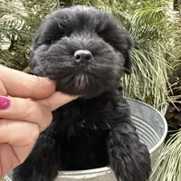 Faiths purple collar girl , a female Miniature Schnauzer for sale in Le Roy, MN – Photo 3 of 7