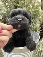 Faiths purple collar girl , a female Miniature Schnauzer for sale in Le Roy, MN – Photo 3 of 7