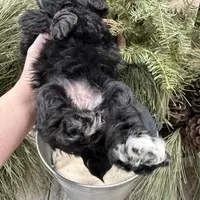 Faiths purple collar girl , a female Miniature Schnauzer for sale in Le Roy, MN – Photo 2 of 7