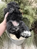 Faiths purple collar girl , a female Miniature Schnauzer for sale in Le Roy, MN – Photo 2 of 7