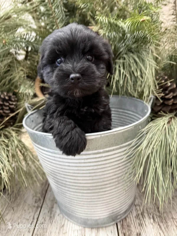 Faiths purple collar girl 