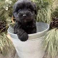 Faiths purple collar girl , a female Miniature Schnauzer for sale in Le Roy, MN – Photo 1 of 7