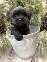 Faiths purple collar girl , a female Miniature Schnauzer for sale in Le Roy, MN – Photo 1 of 7