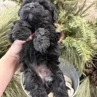 Faiths purple collar girl , a female Miniature Schnauzer for sale in Le Roy, MN – Photo 7 of 7