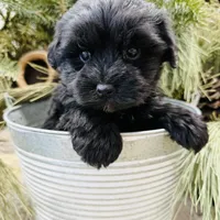 Faiths purple collar girl , a female Miniature Schnauzer for sale in Le Roy, MN – Photo 6 of 7