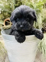 Faiths purple collar girl , a female Miniature Schnauzer for sale in Le Roy, MN – Photo 6 of 7