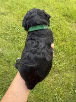 Chloe’s green collar boy , a male Miniature Schnauzer for sale in Le Roy, MN – 6 of 6