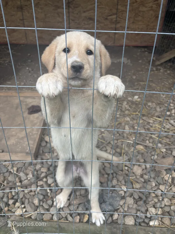 Donut  – Labrador Retriever, Maremma Sheepdog puppy for sale in Plainwell, MI