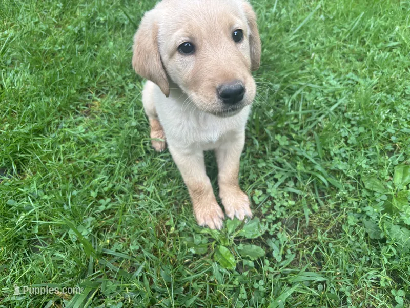 Willow – Labrador Retriever, Maremma Sheepdog puppy for sale in Plainwell, MI