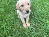 Willow, a female Labrador Retriever and Maremma Sheepdog for sale in Plainwell, MI – 1 of 1