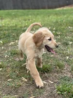 Neon orange collar Girl , a female Golden Retriever for sale in Taylorsville, NC – Photo 5 of 7