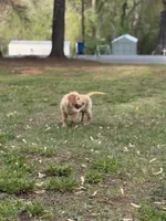 Neon orange collar Girl , a female Golden Retriever for sale in Taylorsville, NC – Photo 7 of 7