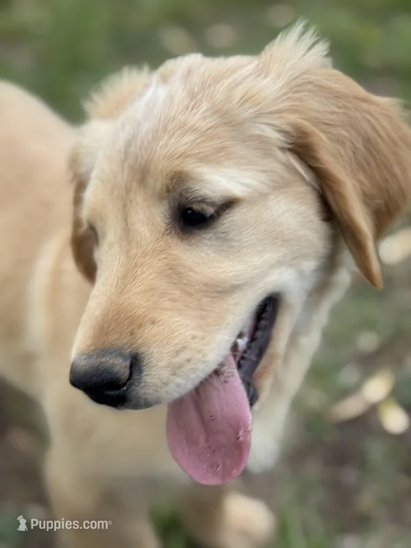 Neon orange collar Girl  – Golden Retriever puppy for sale in Taylorsville, NC