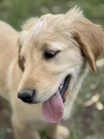 Neon orange collar Girl , a female Golden Retriever for sale in Taylorsville, NC – Photo 1 of 7