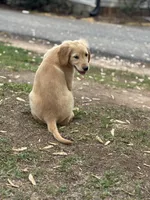 Neon orange collar Girl , a female Golden Retriever for sale in Taylorsville, NC – Photo 6 of 7