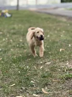 Neon orange collar Girl , a female Golden Retriever for sale in Taylorsville, NC – Photo 2 of 7