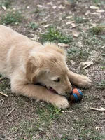 Neon orange collar Girl , a female Golden Retriever for sale in Taylorsville, NC – Photo 4 of 7
