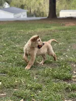 Neon orange collar Girl , a female Golden Retriever for sale in Taylorsville, NC – Photo 3 of 7