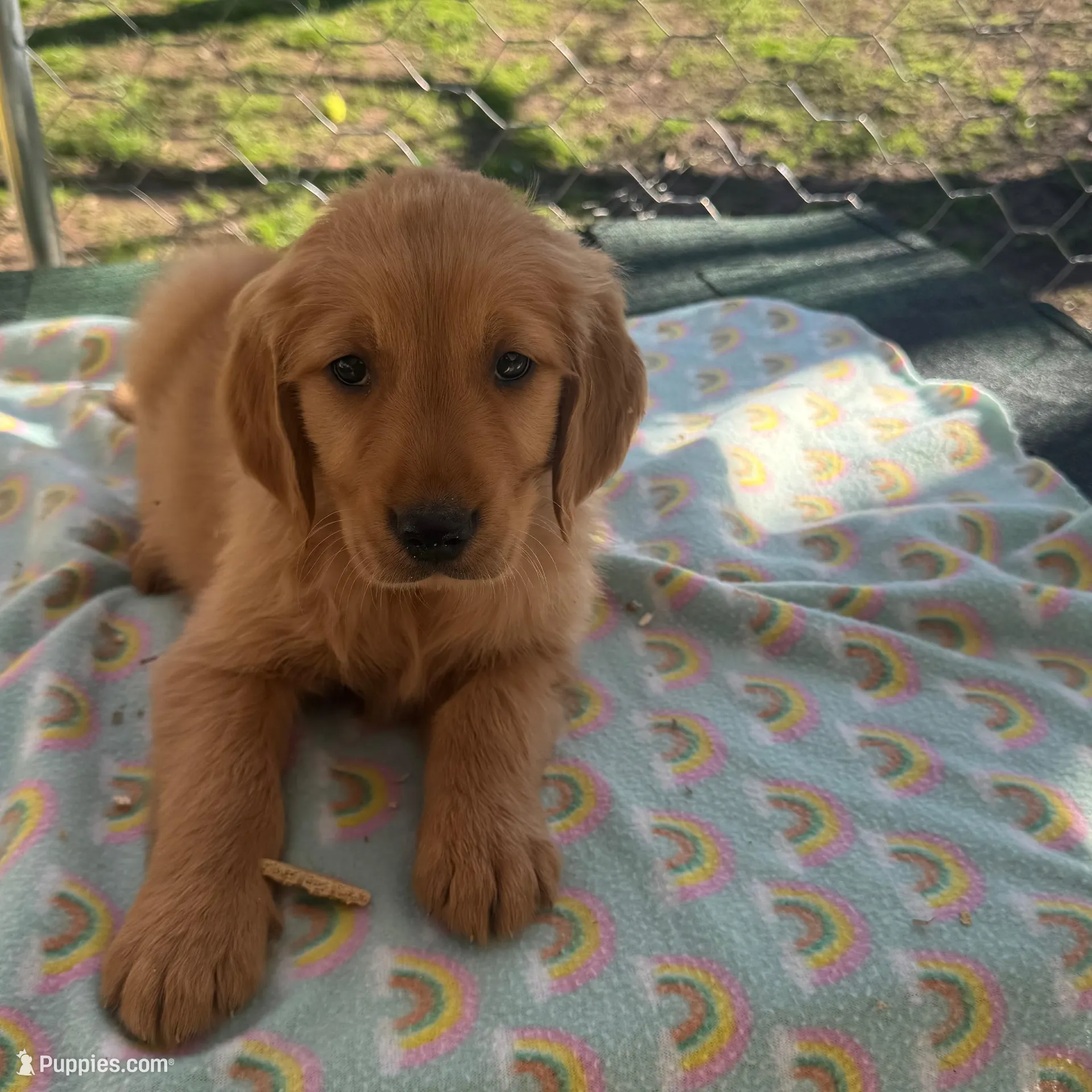 Blue collar  – Golden Retriever puppy for sale in Taylorsville, NC